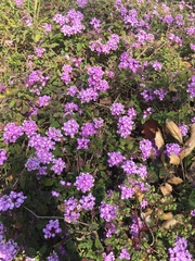 Lantana montevidensis