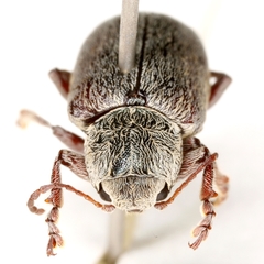 Glyptoscelis albicans