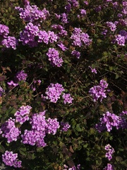 Lantana montevidensis