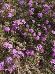 Lantana montevidensis