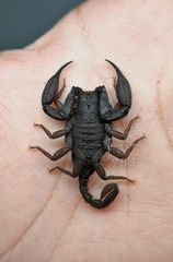 Scorpiops novaki