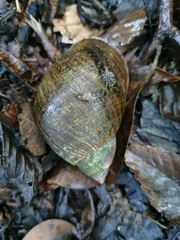 Plekocheilus gibbonius