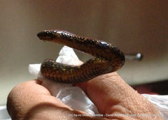 Atractus crassicaudatus