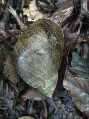 Plekocheilus gibbonius