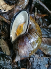 Plekocheilus gibbonius