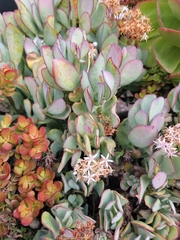 Crassula arborescens