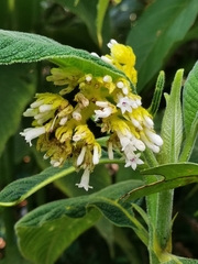 Palicourea aschersoniana