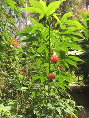 Abutilon × hybridum