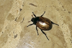 Paranomala testaceipennis