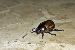 Paranomala testaceipennis