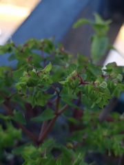 Euphorbia peplus
