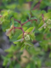 Euphorbia peplus