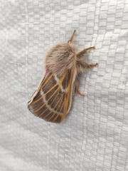 Hemileuca rubridorsa