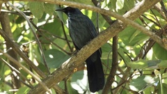 Melanotis caerulescens