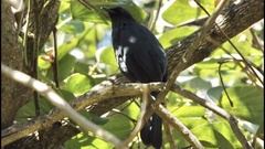 Melanotis caerulescens