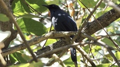 Melanotis caerulescens