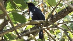 Melanotis caerulescens