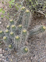 Echinocereus engelmannii