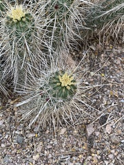 Echinocereus engelmannii