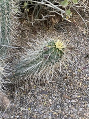 Echinocereus engelmannii