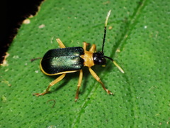 Paratriarius