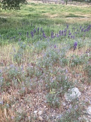 Lupinus succulentus