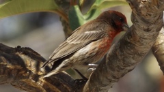 Haemorhous mexicanus
