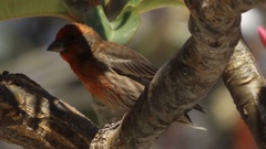 Haemorhous mexicanus