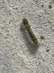 Lophocampa argentata