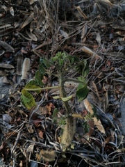 Cnidoscolus multilobus