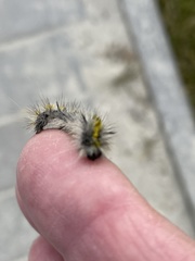 Lophocampa argentata