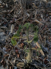 Cnidoscolus multilobus