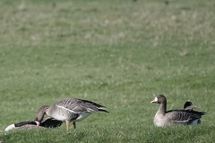 Anser albifrons albifrons