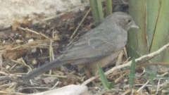 Melozone fusca