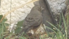 Melozone fusca