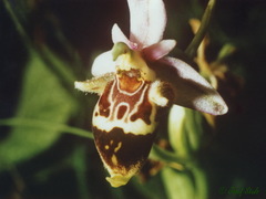 Ophrys heldreichii