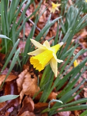 Narcisseae