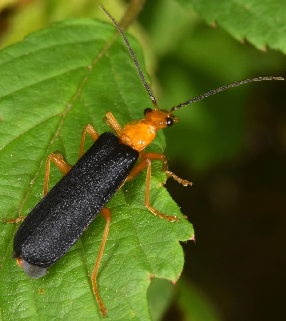 Fay's Soldier Beetle