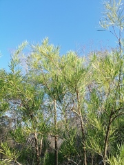 Astianthus viminalis