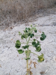 Cnidoscolus multilobus