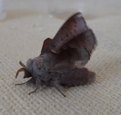 Phyllodesma kermesifolia