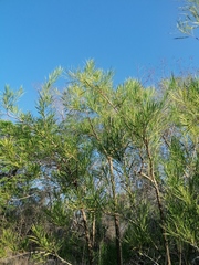 Astianthus viminalis