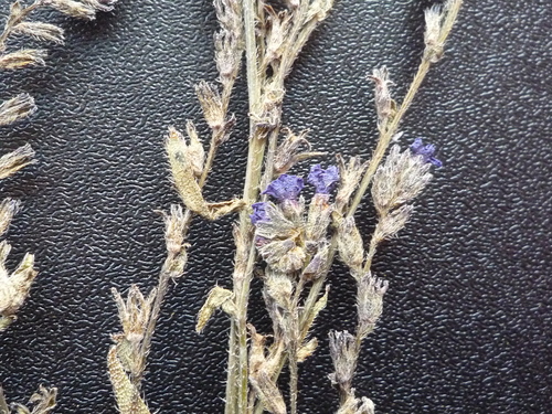 Anchusa gmelinii (Anchusa gmelinii)
