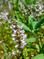 Stachys ajugoides