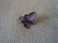 Phyllodesma kermesifolia