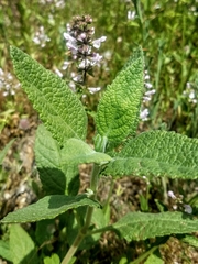 Stachys ajugoides