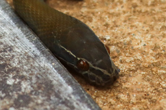 Boaedon fuliginosus