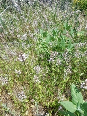 Stachys ajugoides