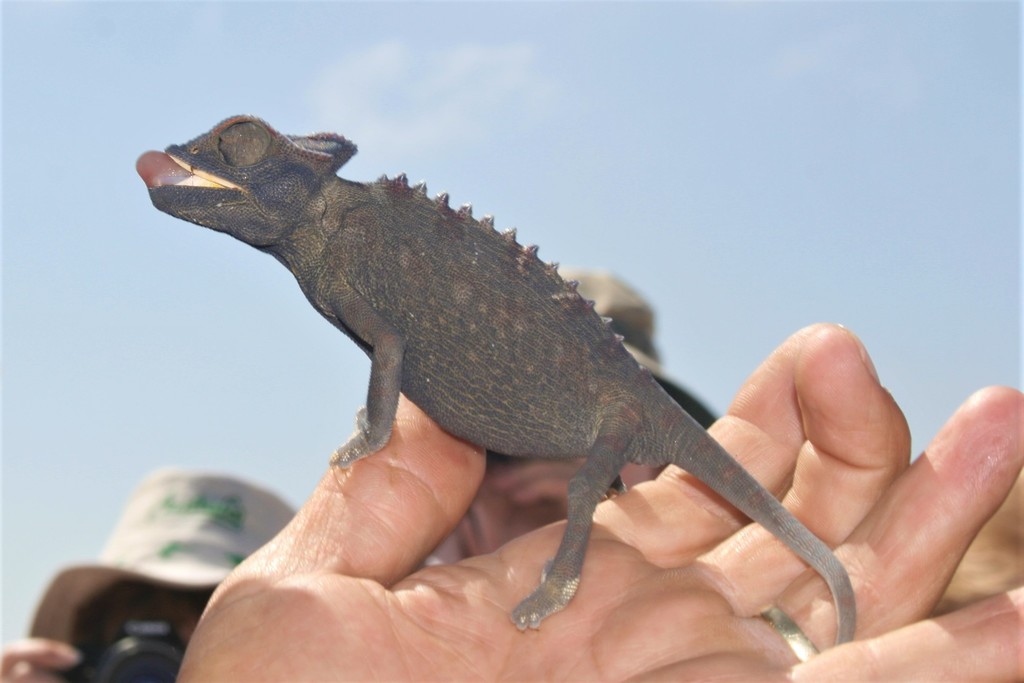 Namaqua Chameleon