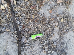 Sylvilagus cunicularius